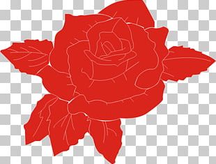 Garden Roses Rosa Chinensis Alcea Rosea PNG