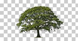 Tree Weeping Willow Drawing PNG, Clipart, Artwork, Black And White ...