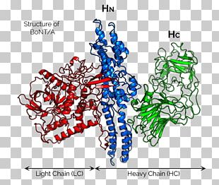 Botulinum Toxin Chemical Structure Clostridium Botulinum PNG, Clipart ...