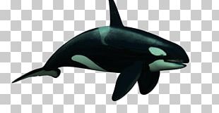 Dolphin Killer Whale Toothed Whale Whales PNG, Clipart, Animal, Beak ...