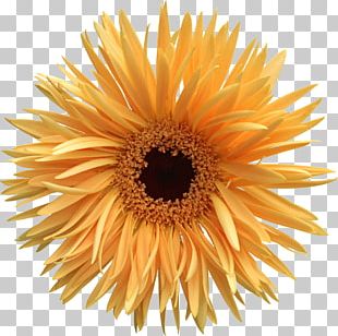 Animation Desktop PNG