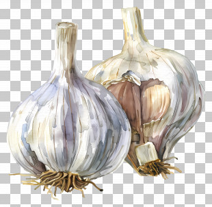 Garlic - Watercolor Garlic Bulbs With Earthy Texture PNG