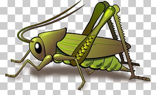 Insect Cricket PNG, Clipart, Art, Arthropod, Cartoon, Cricket, Download ...