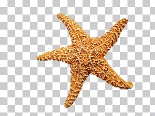 Starfish Drawing Seashell PNG, Clipart, Animals, Border Frame, Cartoon ...