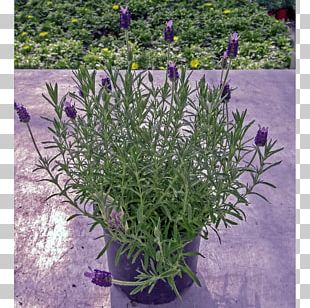 English Lavender French Lavender Plant Pianta Aromatica Lavandula ...