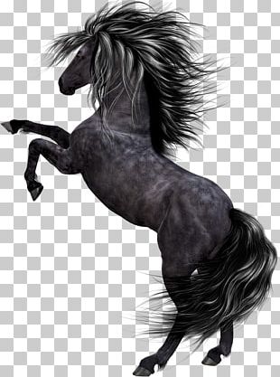 Horse Pony Black PNG