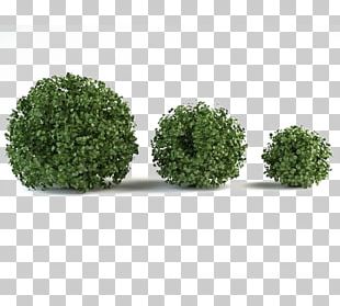 3D Computer Graphics 3D Modeling Shrub TurboSquid PNG, Clipart, 3d ...