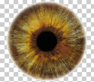 Iris Human Eye The Pupil PNG, Clipart, Anatomy, Biological Pigment ...