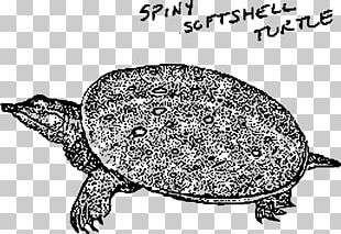 Sea Turtle Graphics The Turtle PNG, Clipart, Ajay, Animals, Art ...