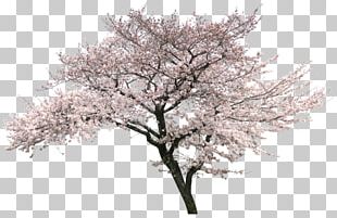 National Cherry Blossom Festival Papa's Bakeria Papa's Hot Doggeria HD  Flipline Studios PNG, Clipart, Free PNG