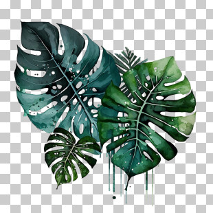 Vintage Monstera Leaf
 - Watercolor Painting Of Green Monstera Leaves PNG