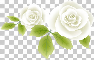 Garden Roses Valentines Day PNG, Clipart, Artificial Flower, Border ...