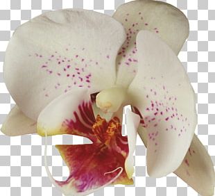 Moth Orchids Cattleya Orchids Plant PNG