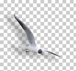 Large White-headed Gulls PNG