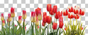 Flower Bouquet PNG