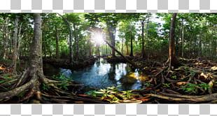 Tha Pom Klong Song Nam Freshwater Swamp Forest Peat Swamp Forest Mangrove PNG