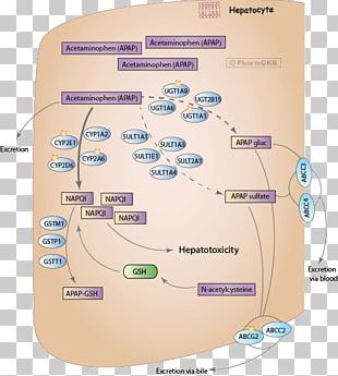 Acetaminophen NAPQI Acetylcysteine Paracetamol Poisoning Pharmaceutical ...