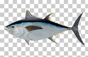 Albacore Bigeye Tuna Southern Bluefin Tuna Atlantic Bluefin Tuna ...