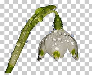 Bunch-flowered Daffodil Wild Daffodil Drawing PNG