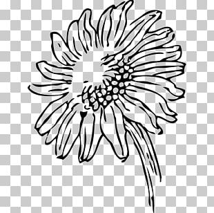 Common Sunflower Drawing White Black PNG, Clipart, Black, Black And ...