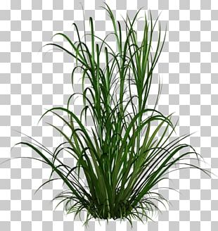 Pennisetum Alopecuroides Ornamental Grass Purple Fountain Grass ...