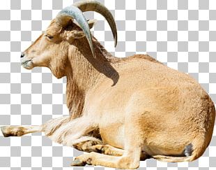 American Tunis Ovis Orientalis Barbary Sheep Goat Cattle PNG
