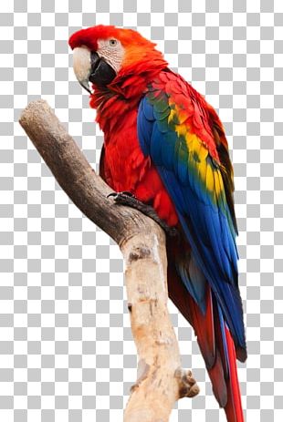 Scarlet Macaw Parrot Bird Png, Clipart, Animals, Art, Beak, Bird 