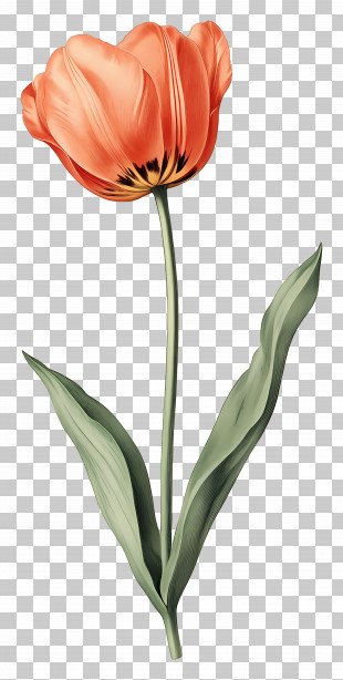 Flower Vintage - Pink Tulips Illustration PNG