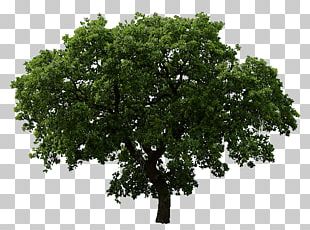 Tree Rendering PNG, Clipart, Albero, Birch, Branch, Computer Icons ...