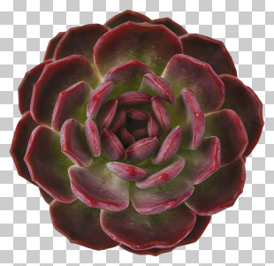 Succulent Plant - Dark Red Succulent Plant Closeup PNG