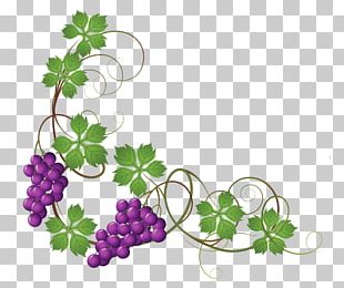 Common Grape Vine Wine Grape Leaves PNG, Clipart, Border, Branch ...