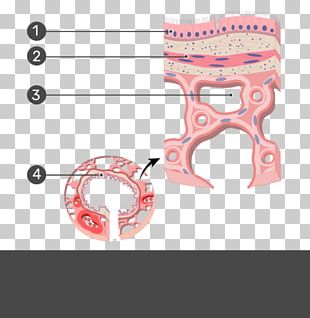 Terminal Bronchiole Anatomy Simple Columnar Epithelium Smooth Muscle Tissue PNG