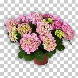 Hortensia PNG Images, Hortensia Clipart Free Download