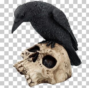 Bird The Raven Skull Common Raven Crow Family PNG