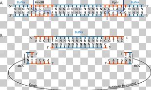 Sticky And Blunt Ends Restriction Enzyme HindIII Ligation Cloning PNG