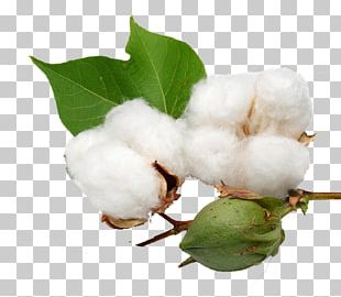 Organic Cotton Cottonseed Oil PNG, Clipart, Branch, Castor Oil, Cotton ...