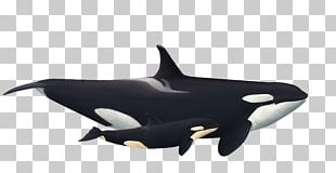 Dolphin Killer Whale Toothed Whale Whales Png, Clipart, Animal, Beak 