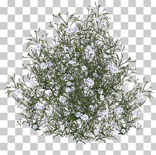 Baby Breath Flower Png Images Baby Breath Flower Clipart Free Download