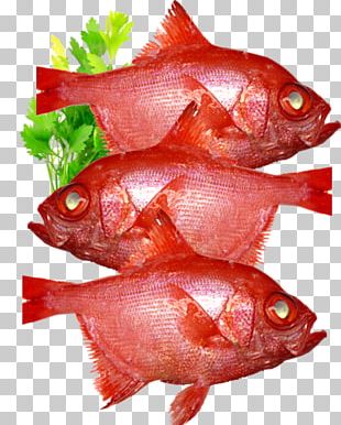 Fish Red Pink Pagrus Major PNG, Clipart, Animals, Animal Source Foods ...