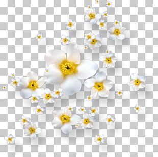 Petal Flower Rain Leaf Dew PNG