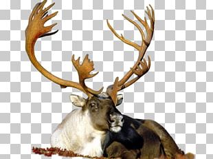 Reindeer Animal Agence De Rencontre 25 November 1.2.3 PNG