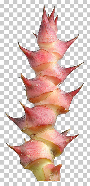 Spike - Pink Thorny Plant Stem PNG