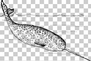 Arctic Narwhal Polar Bear Drawing Tusk PNG