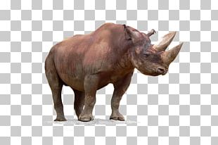 Black Rhinoceros Horn PNG