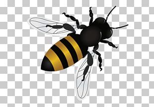 Honey Bee Tempe Fountain Hills Insect PNG