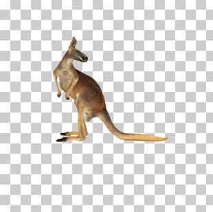 Red Kangaroo Australian-English PNG