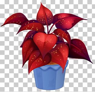 Ornamental Plant Houseplant Garden PNG